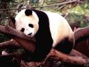 L'avatar di pandasaggio
